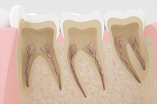 歯の神経のイラスト